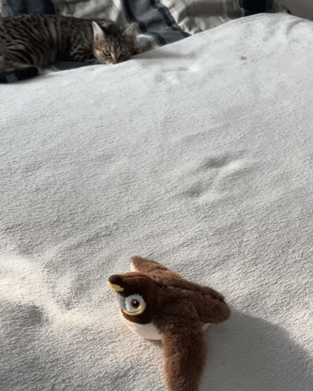 BapFlap™️ – The Ultimate Flappy Bird Cat Toy