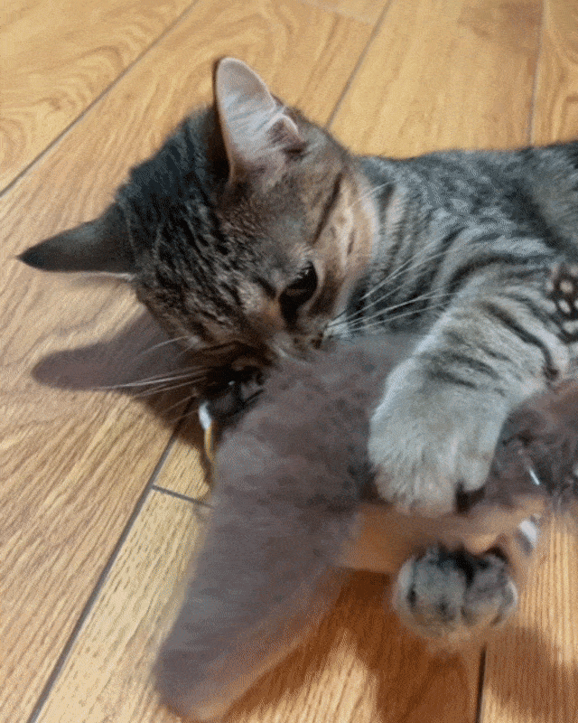 BapFlap™️ – The Ultimate Flappy Bird Cat Toy